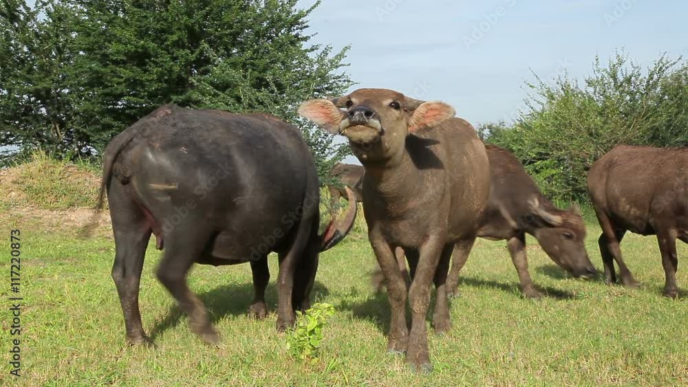 water buffalo looking at camera and come forward water buffalo looking at camera and come forward