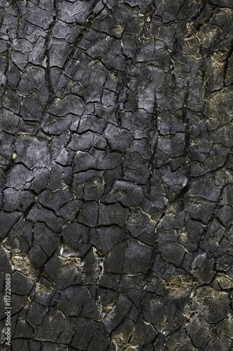 surface burned trunk background texture