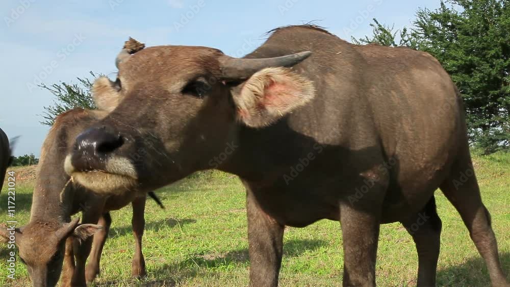 water buffalo looking at camera and come forward water buffalo looking at camera and come forward