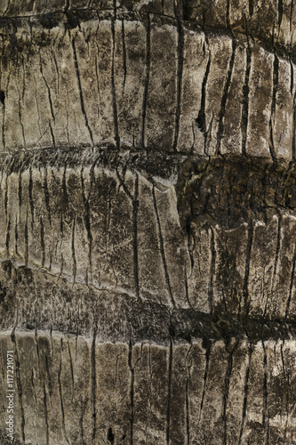 surface coconut trunk background texture