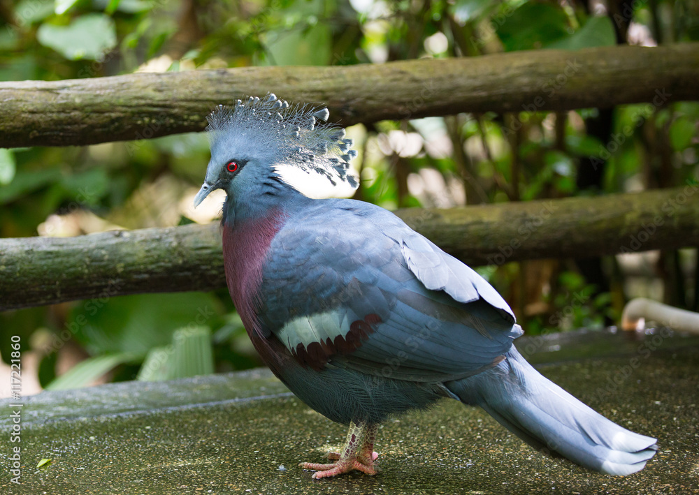 Fototapeta premium victoria crowned pigeon