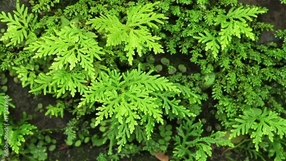 Fern leaf in the forest and wind, top view Fern leaf in the forest and wind, top view