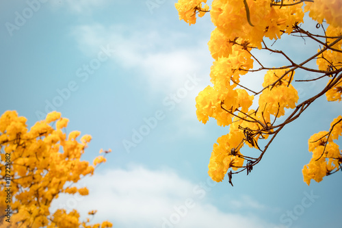 Yellow tabebuia flower blossom