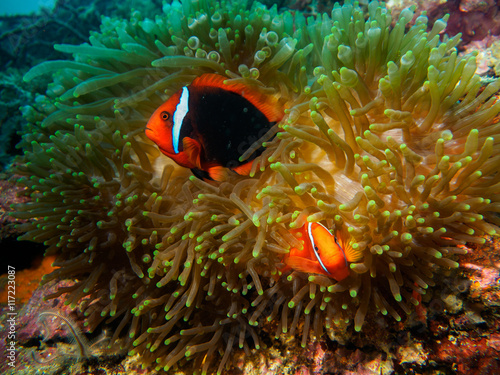 anemone fish at underwater  philippines