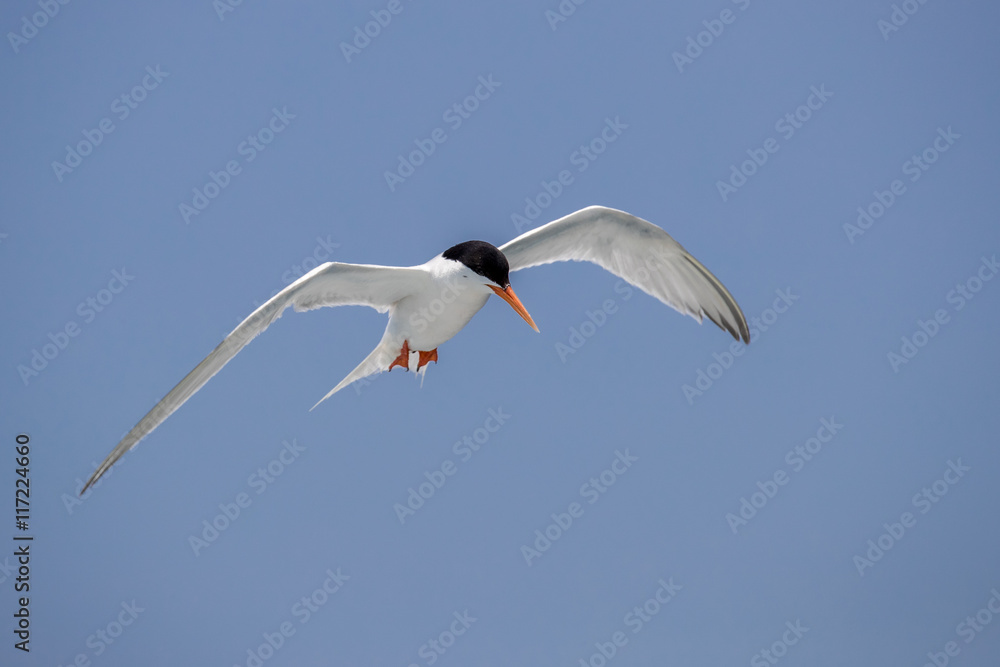 Bird in flight - Roseate Tern Bird in flight - Roseate Tern