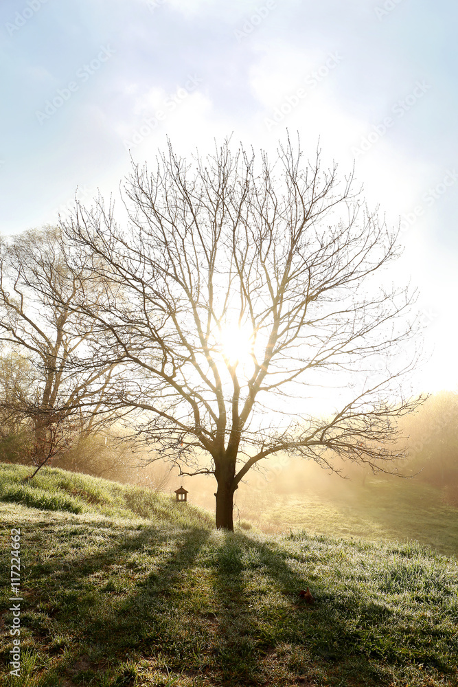 Bare Branched Spring Oak Tree Glowing in Morning Fog Bare Branched Spring Oak Tree Glowing in Morning Fog