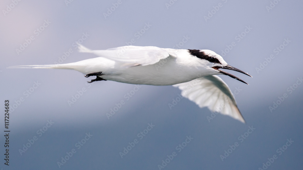 Bird in flight - Black-naped Tern (Sterna sumatranna) Bird in flight - Black-naped Tern (Sterna sumatranna)