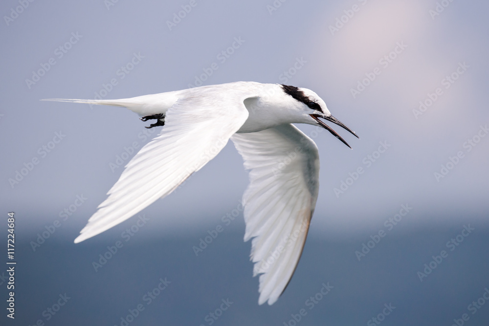 Bird in flight - Black-naped Tern (Sterna sumatranna) Bird in flight - Black-naped Tern (Sterna sumatranna)