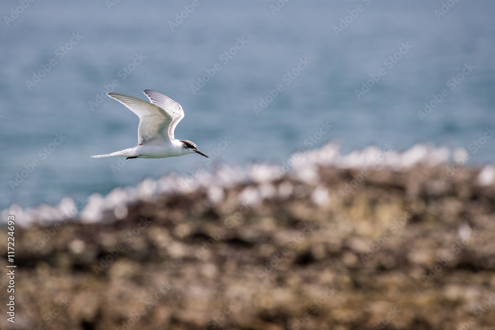 Bird in flight - Black-naped Tern Juvenile (Sterna sumatranna) Bird in flight - Black-naped Tern Juvenile (Sterna sumatranna)