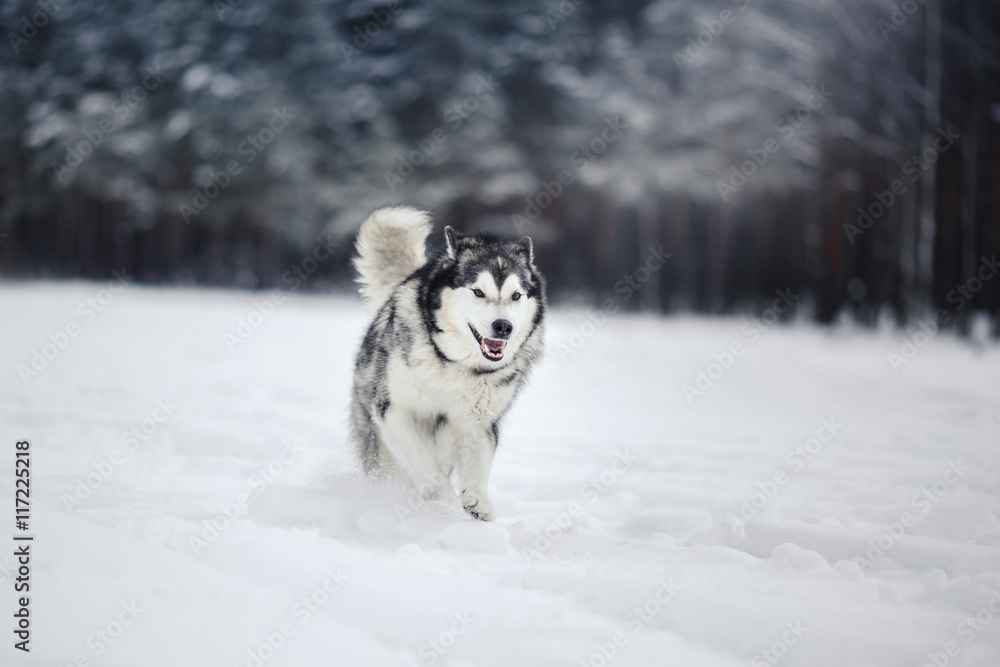 Naklejka premium Dog breed Alaskan Malamute walking in winter