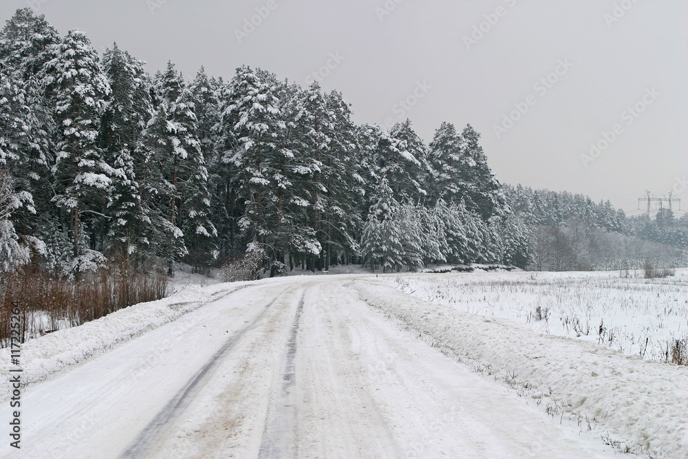 Obraz premium snowfall in the pine forest