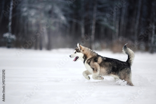 Dog breed Alaskan Malamute walking in winter