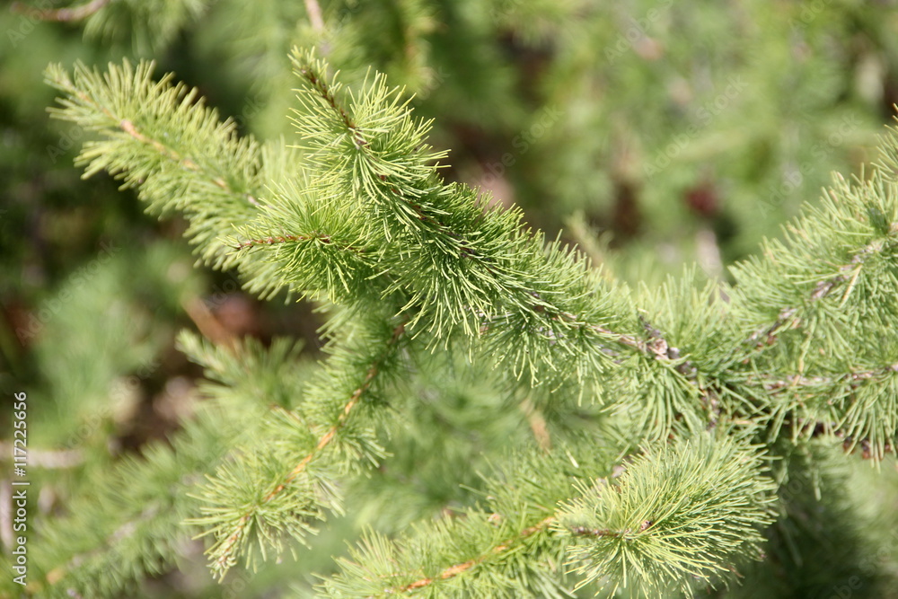 green fir branch