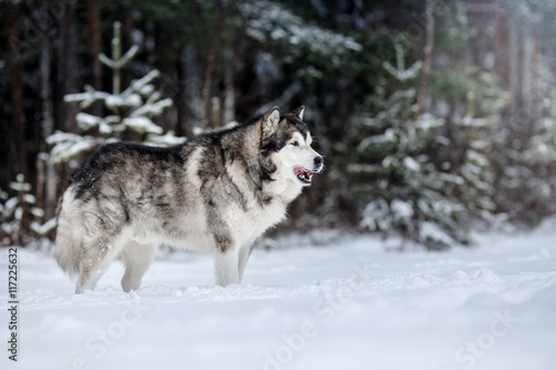 Dog breed Alaskan Malamute walking in winter © annaav