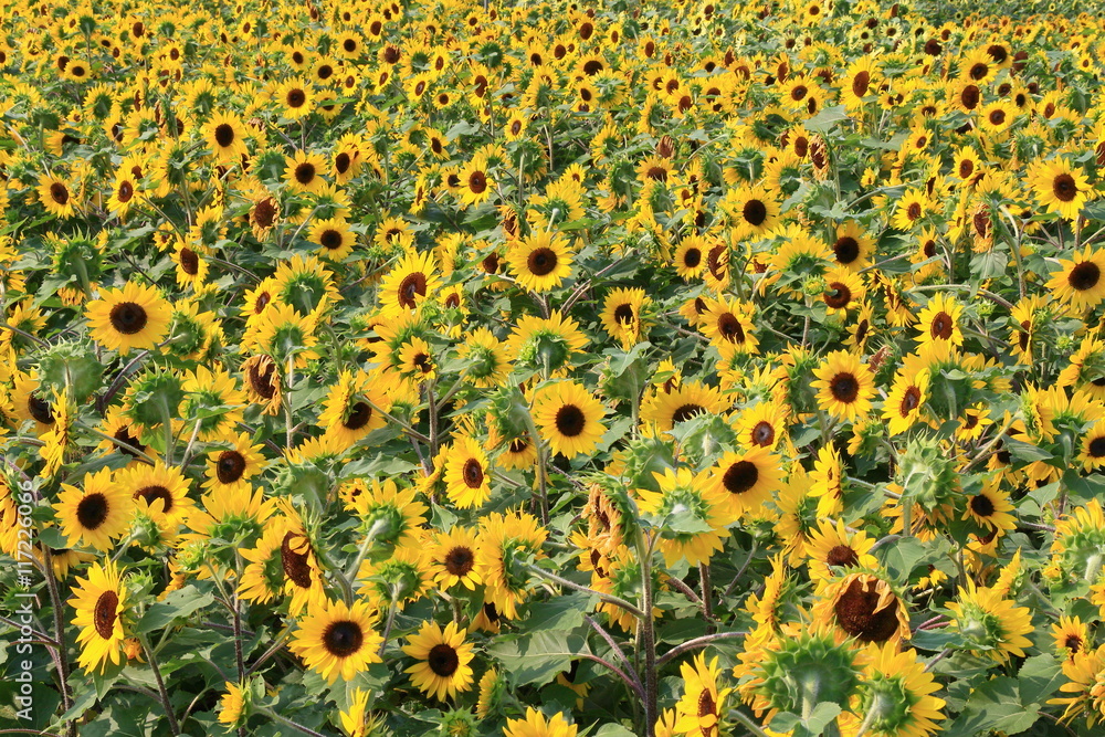 sunflower sunflower