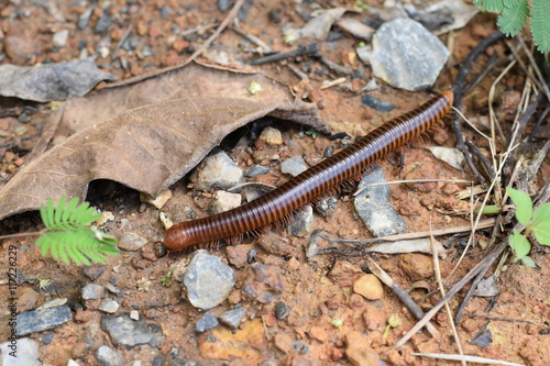 millipede crawling on the ground after the rain.