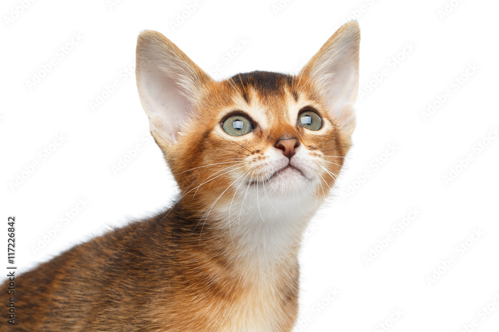 Close-up Face of Cute Abyssinian Kitty Curious Looks up on Isolated White Background, Front view