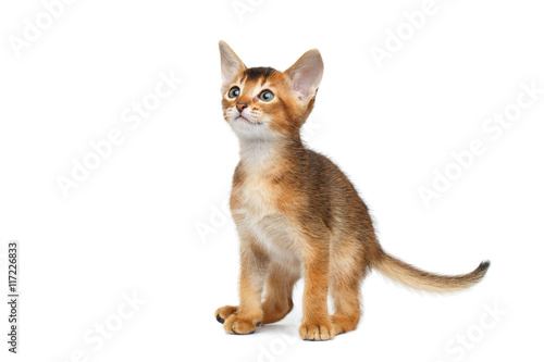 Little Abyssinian Kitty Sitting and Curious Looks up on Isolated White Background, sat down to poop © seregraff