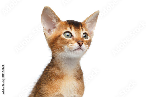 Close-up Face of Cute Abyssinian Kitty Curious Looks on Isolated White Background, Front view