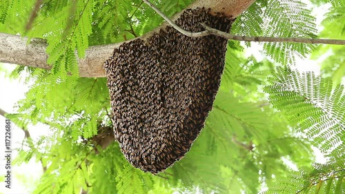 honeycomb with bee on green tree