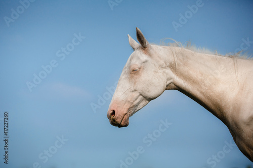 White Horse Akhal-Teke © annaav