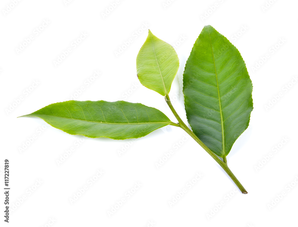 Obraz premium tea leaf on white background