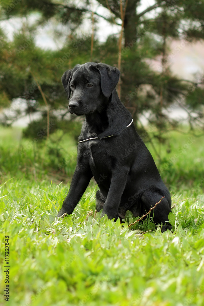 cute black Labrador puppy sitting on the grass cute black Labrador puppy sitting on the grass
