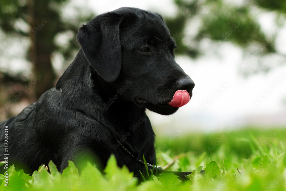 Cute black dog puppy Labrador in the summer licks pink tongue Cute black dog puppy Labrador in the summer licks pink tongue