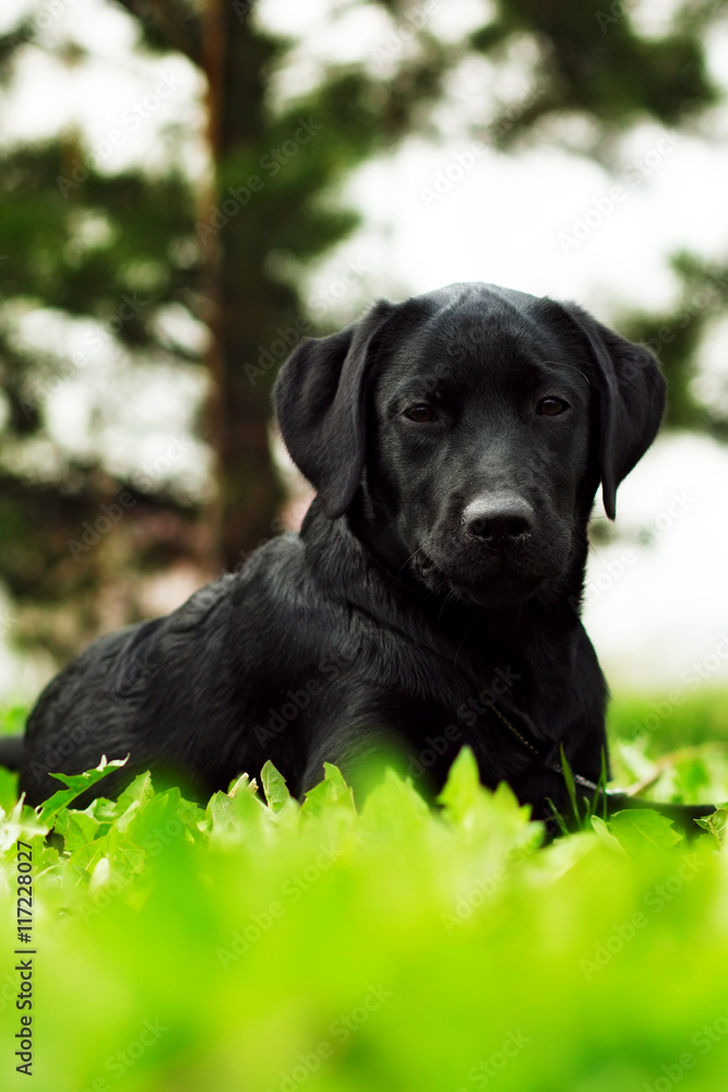 cute black dog puppy Labrador lies in the summer outdoors on the cute black dog puppy Labrador lies in the summer outdoors on the