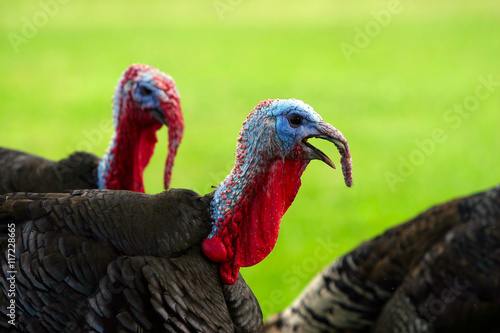 turkeys