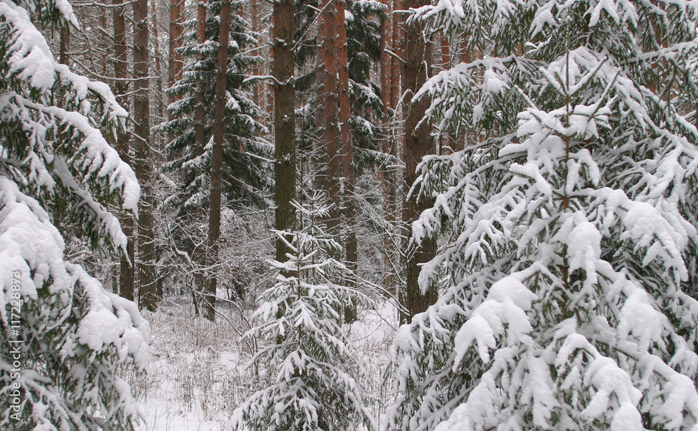 winter Forest