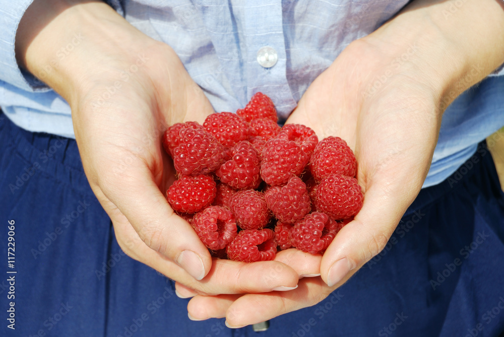 ripe raspberry in the women's hands ripe raspberry in the women's hands