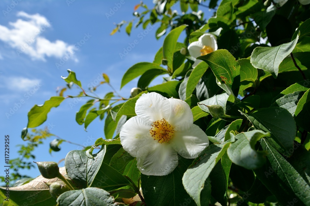 夏椿の白い花 Stock Photo Adobe Stock