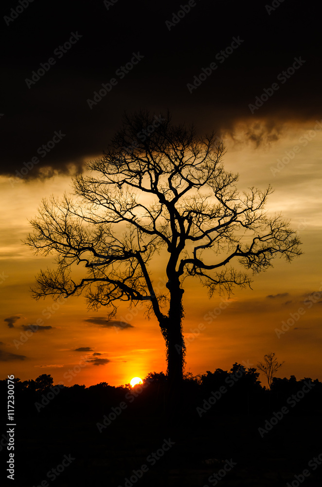 sunset with silhouette of tree