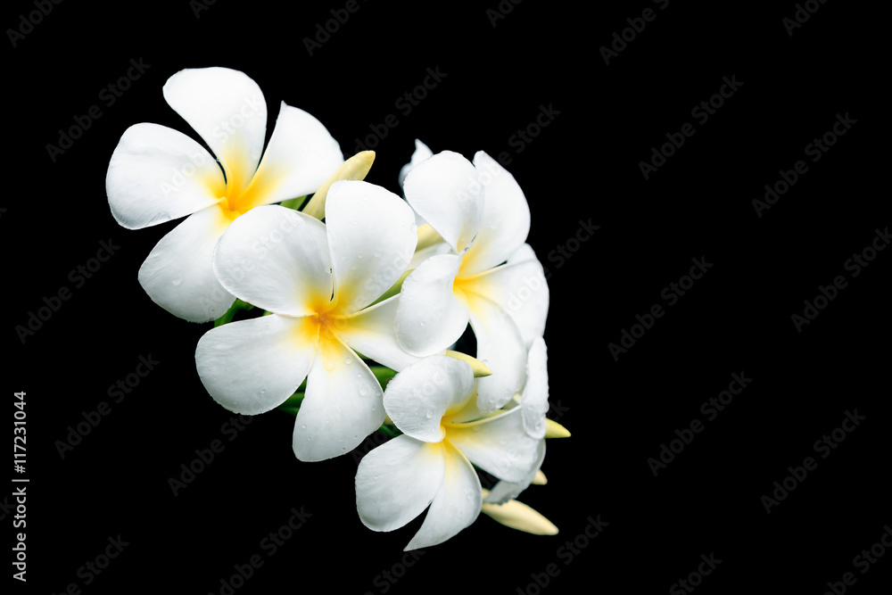 White and yellow tropical flowers, Frangipani, Plumeria isolated White and yellow tropical flowers, Frangipani, Plumeria isolated