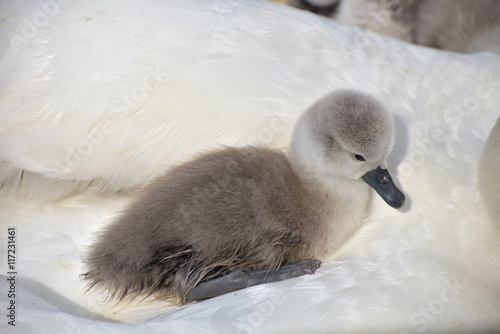 Cygnet nestling in feathers of adult, Abbotsbury Swannery, Dorset