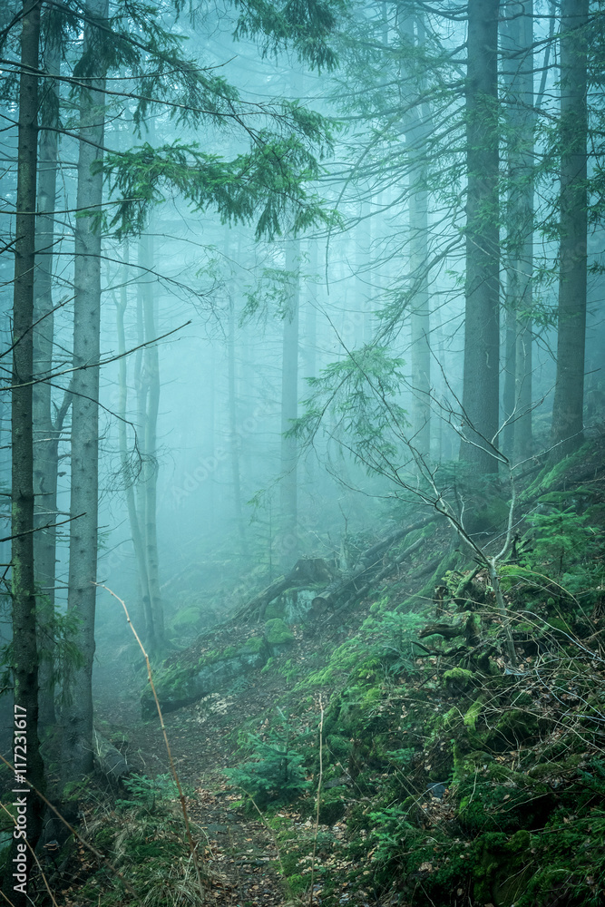 Fototapeta premium beautiful green landscape of misty wood 