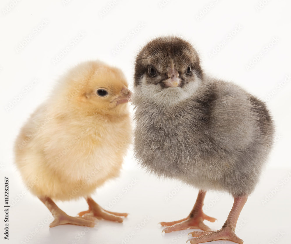 Fototapeta premium Small fluffy chickens