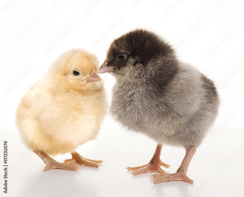 Fototapeta premium Small fluffy chickens
