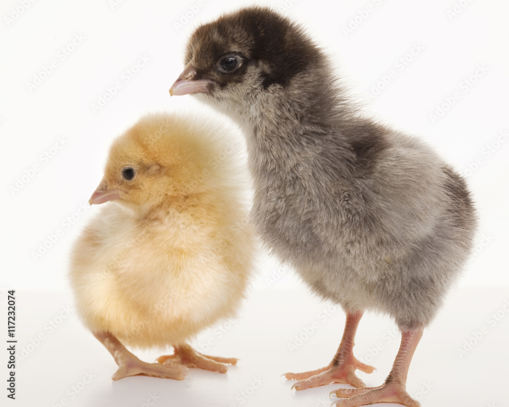 Obraz premium Small fluffy chickens