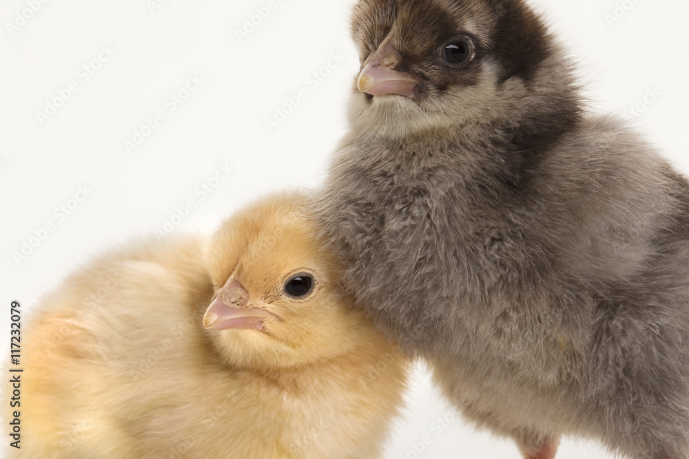 Obraz premium Small fluffy chickens