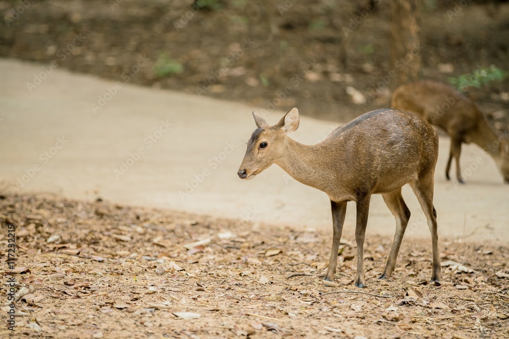 Cute deer - Spotted Deer in a natural habitat with copy space
Cute deer - Spotted Deer in a natural habitat with copy space