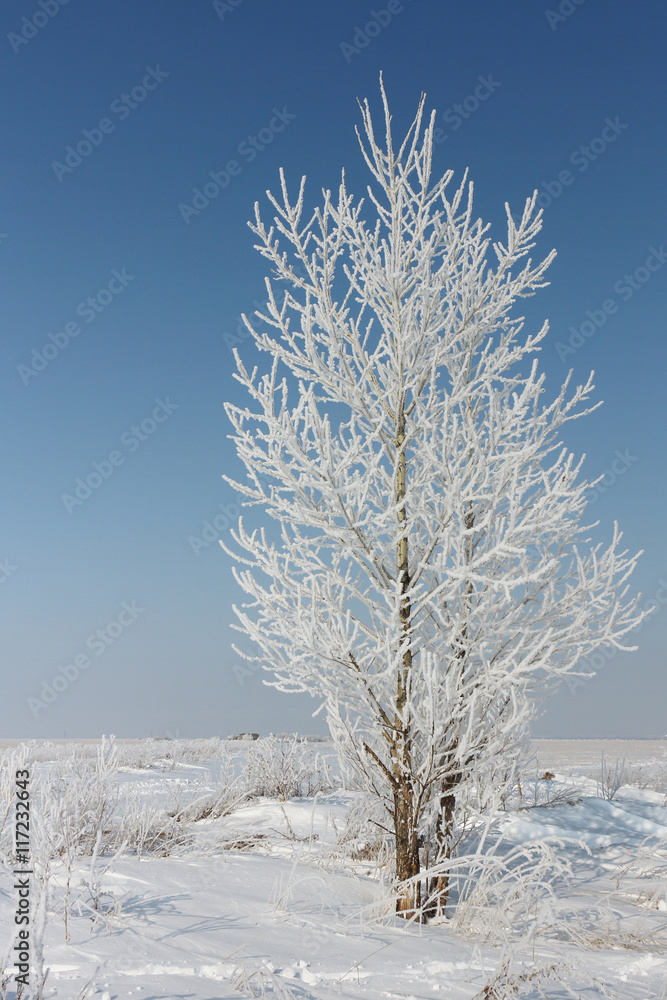 Trees in hoarfrost standing on a snow glade in the winter Trees in hoarfrost standing on a snow glade in the winter