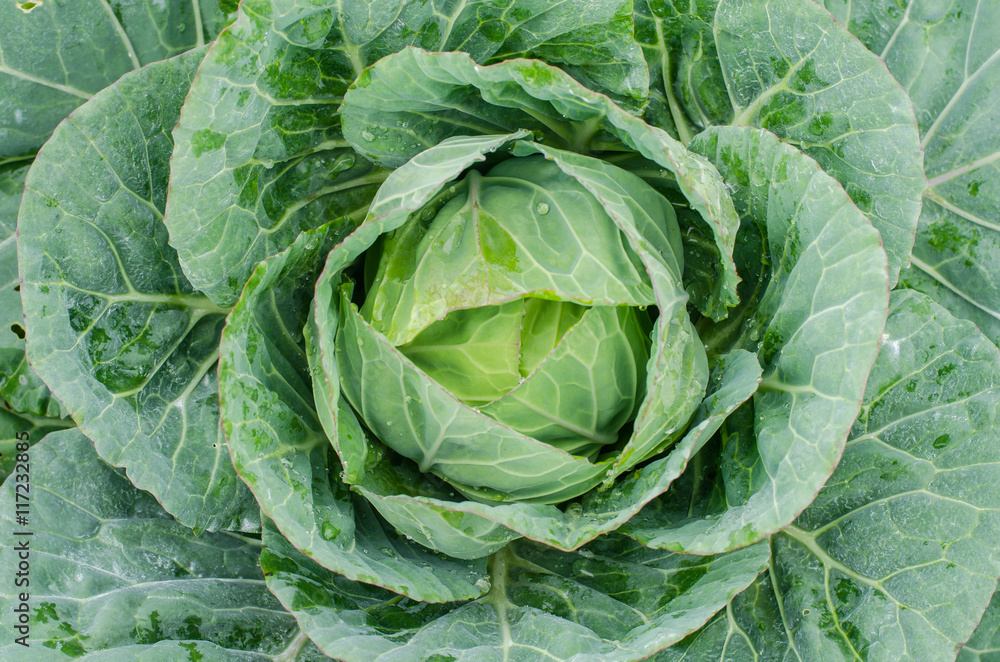 Fototapeta premium close-up of fresh green cabbage in the vegetable garden