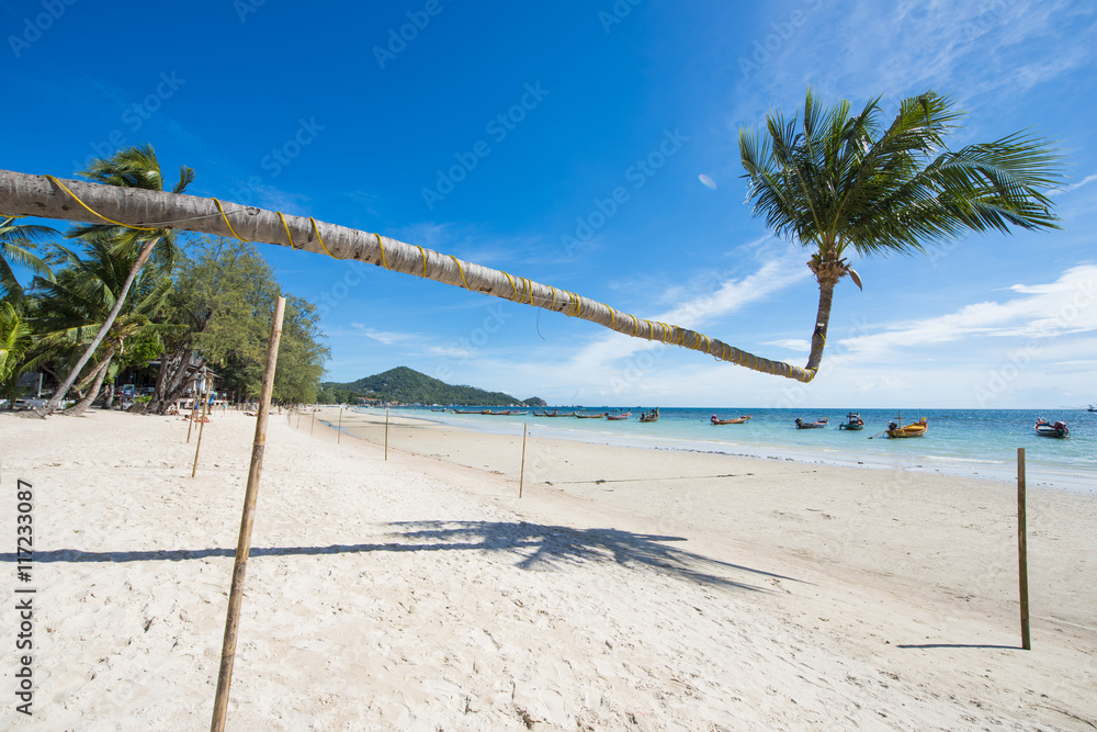 tilted coconut tree landmark of Tao island in Thailand