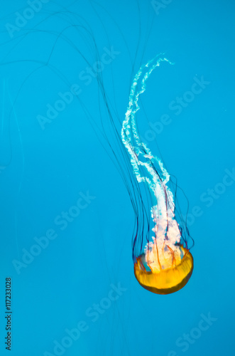 Jellyfish Swims Peacefully