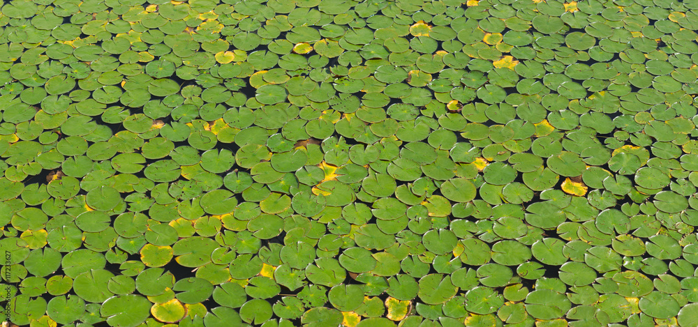 waterlilies green surface of a lake or pound waterlilies green surface of a lake or pound