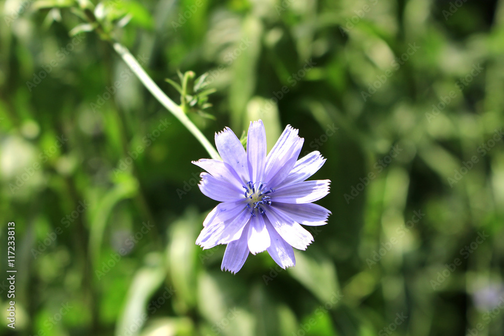Chicory herb flower Chicory herb flower