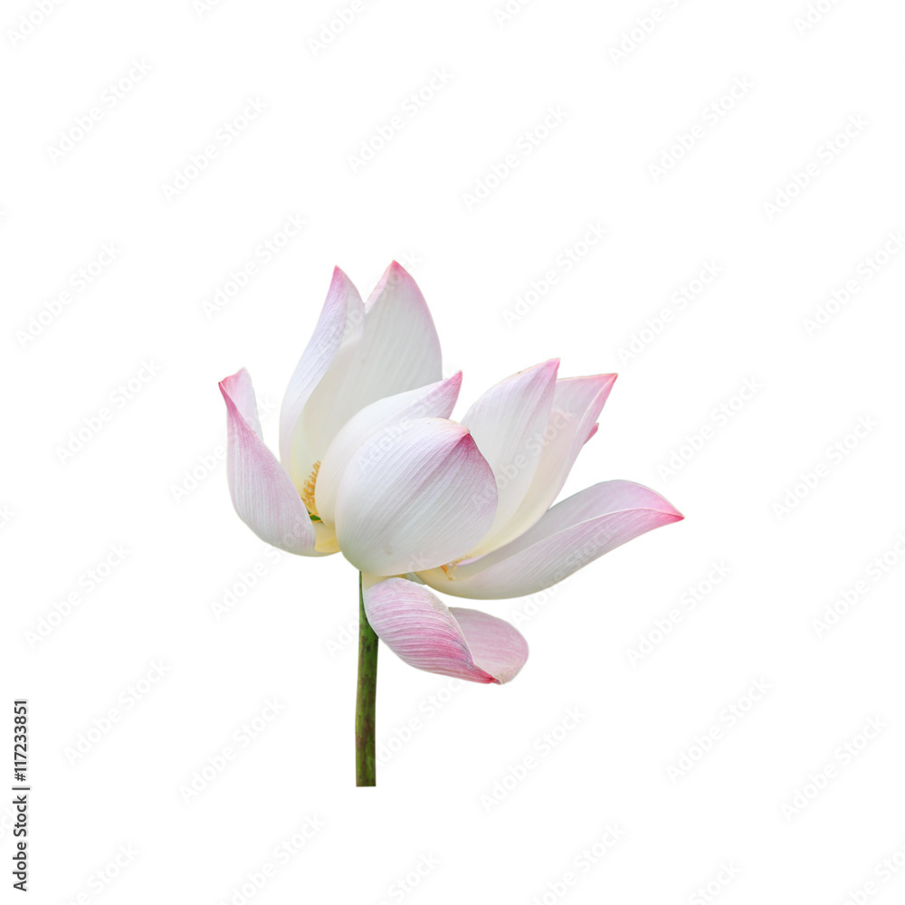 Beautiful pink lotus flower isolated on white. Saved with clippi