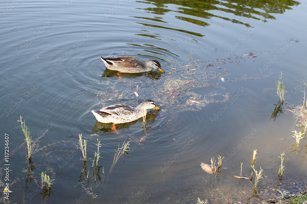 Fototapeta premium Pair of ducks in search of food